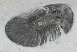 Bargain, Scabriscutellum Trilobite - Morocco #100688-3